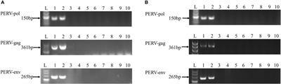 Screening and Identification of the First Non-CRISPR/Cas9-Treated Chinese Miniature Pig With Defective Porcine Endogenous Retrovirus pol Genes